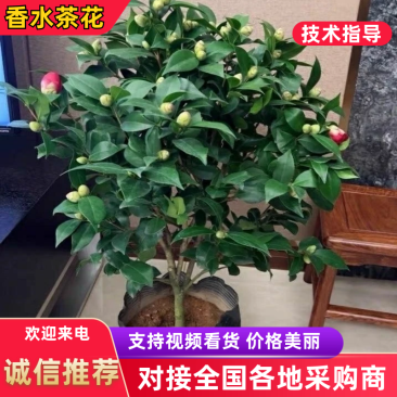 【热卖】特级茶花红赤单茶花红色香水味淡香水味常绿带苞
