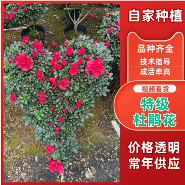 【定制款】特级杜鹃花优质品种，可按照买家要求定制造型