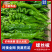广东螺丝椒大量供应中/对接市场档口商超/量大从优规格齐全