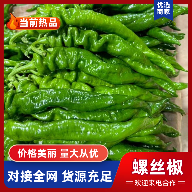 广东螺丝椒大量供应中/对接市场档口商超/量大从优规格齐全