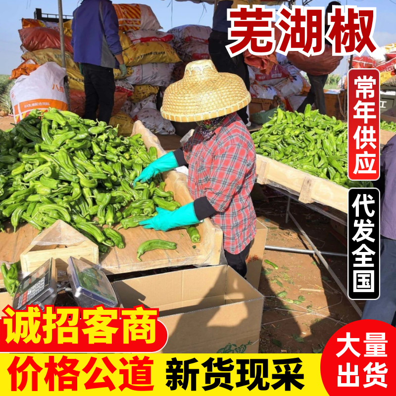 广东芜湖椒大量供应中/对接市场档口商超/量大从优欢迎来电