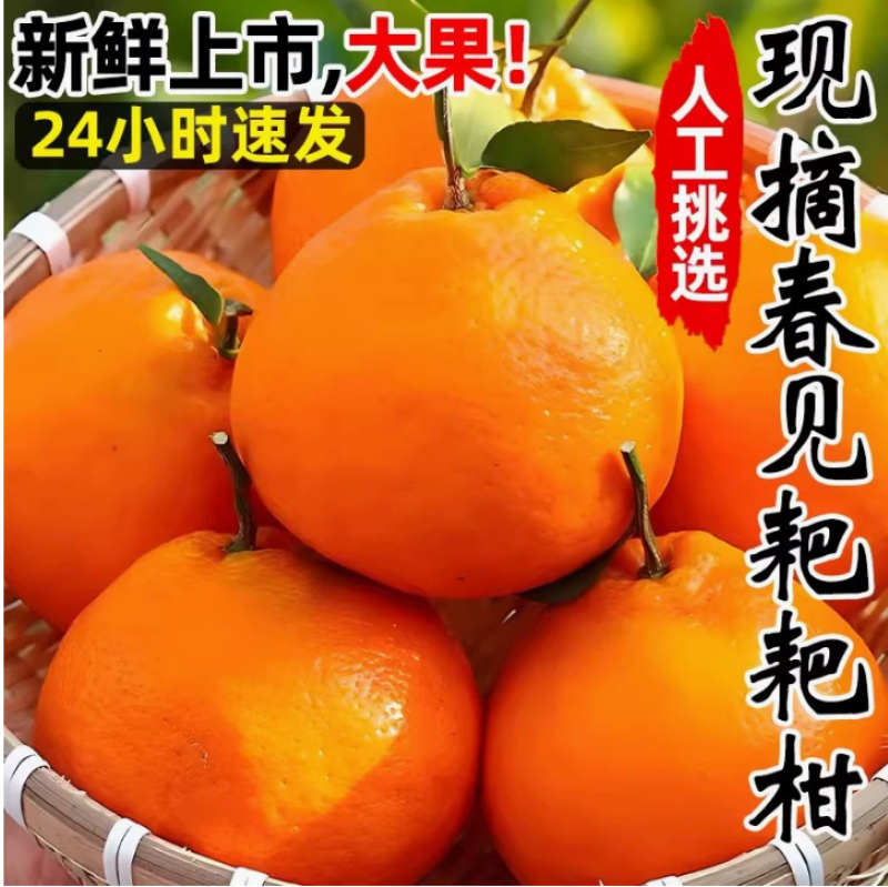 四川春见耙耙柑支持社区团购电商一件代发