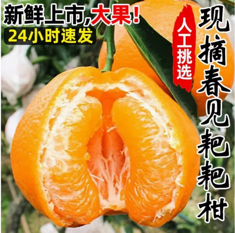 四川春见耙耙柑支持社区团购电商一件代发