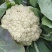 松花菜，散花【视频看货产地直发.诚信代发全国】欢迎采购
