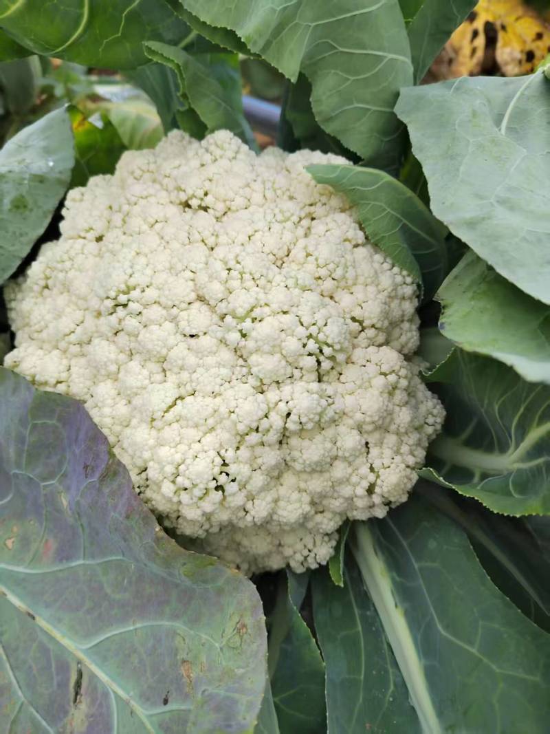 松花菜，散花【视频看货产地直发.诚信代发全国】欢迎采购