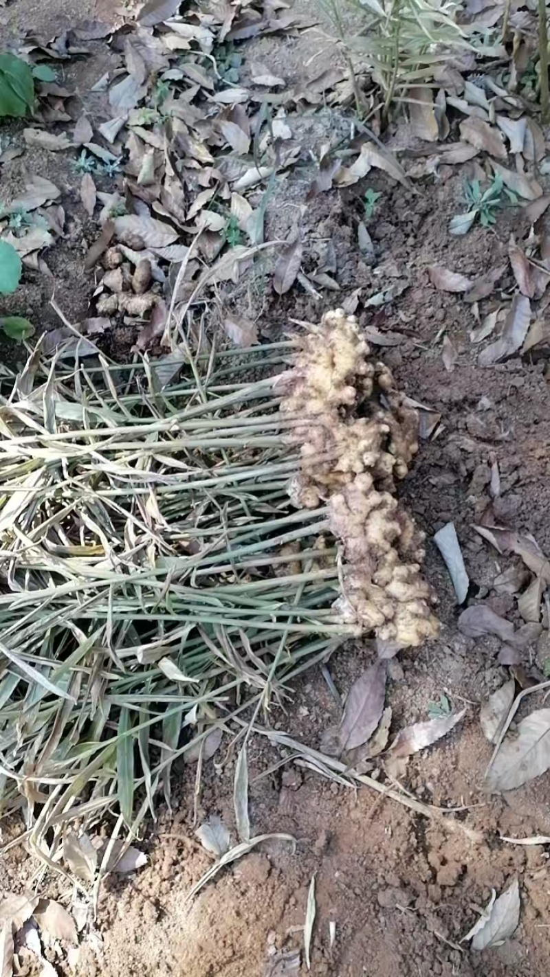 云南罗平县二黄姜，小黄姜，产地直发，品质保证，欢迎咨询