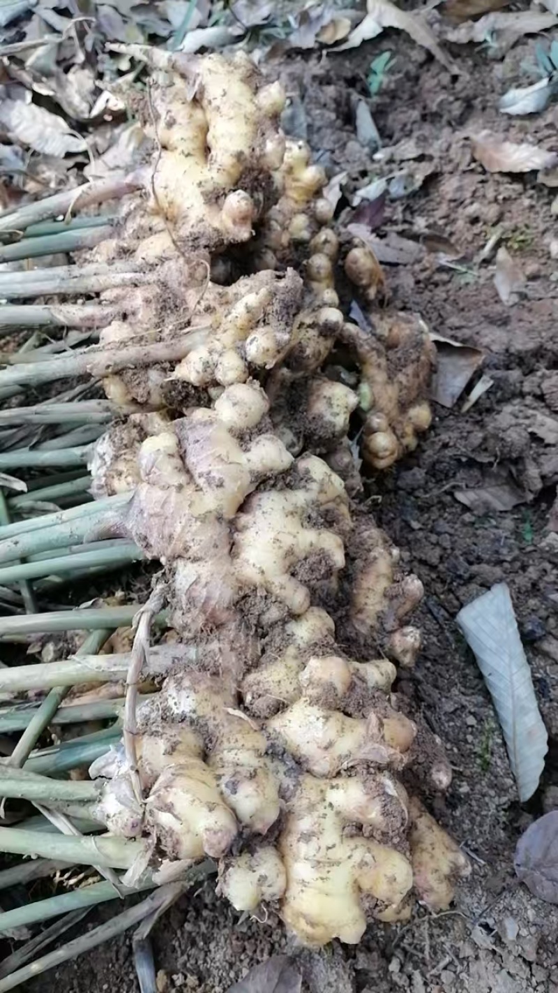 云南罗平县二黄姜，小黄姜，产地直发，品质保证，欢迎咨询