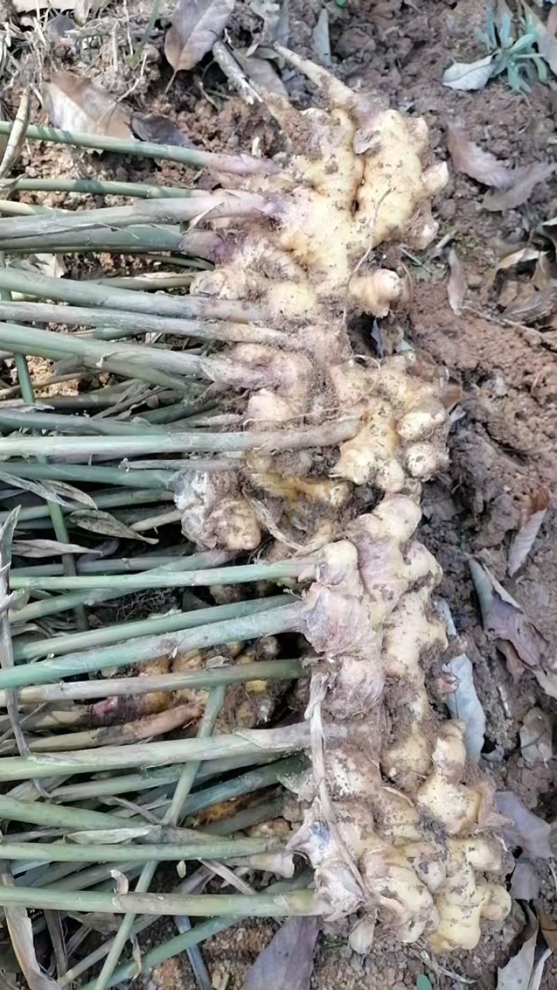 云南罗平县二黄姜，小黄姜，产地直发，品质保证，欢迎咨询