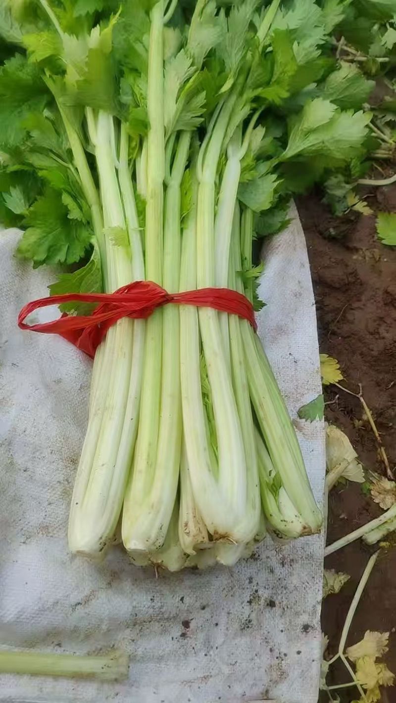 优选芹菜皇后芹菜毛芹大量有货协助装车对接市场