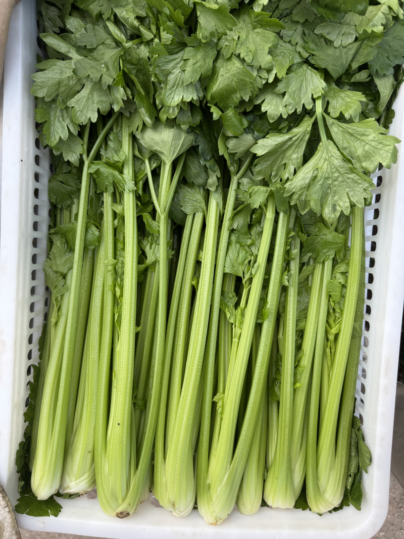 优选芹菜皇后芹菜毛芹大量有货协助装车对接市场
