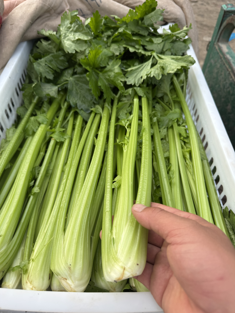 优选芹菜皇后芹菜毛芹大量有货协助装车对接市场