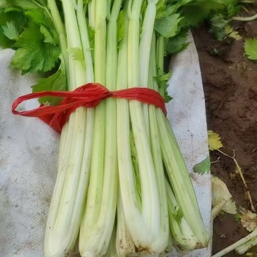 精品芹菜按需装车