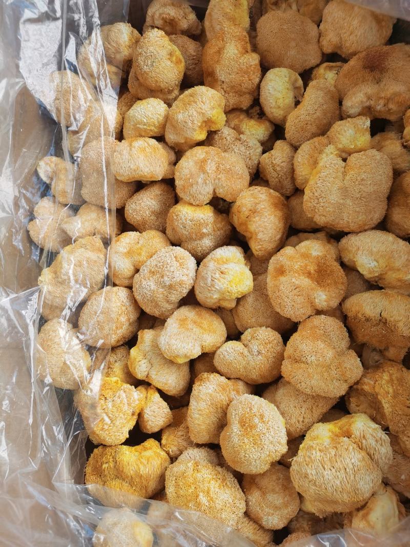 【热卖】猴头菇产地直销量大只有价格优惠欢迎老板采购