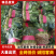 大叶菠菜一手货源支持全国电商市场菠菜大量上市中