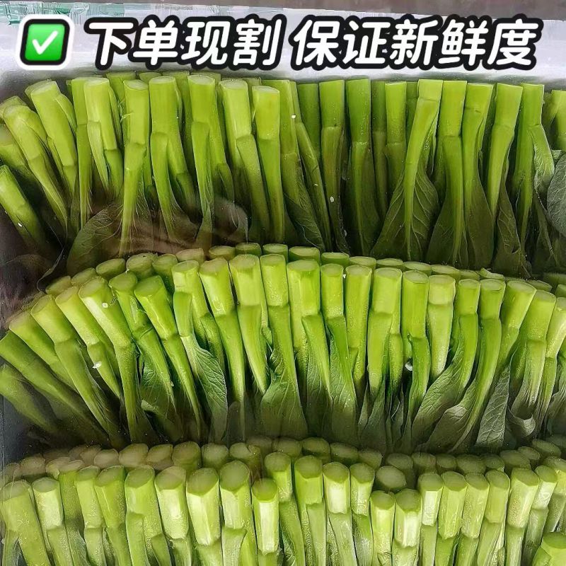 广东菜心大量上市，欢迎来电咨询