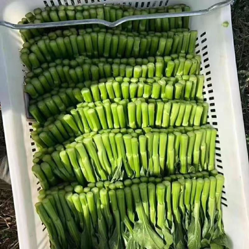 广东菜心大量上市，欢迎来电咨询