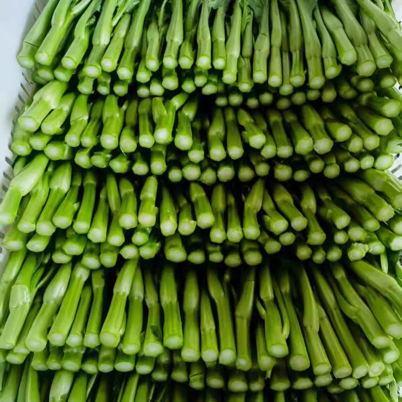 广东菜心大量上市，欢迎来电咨询