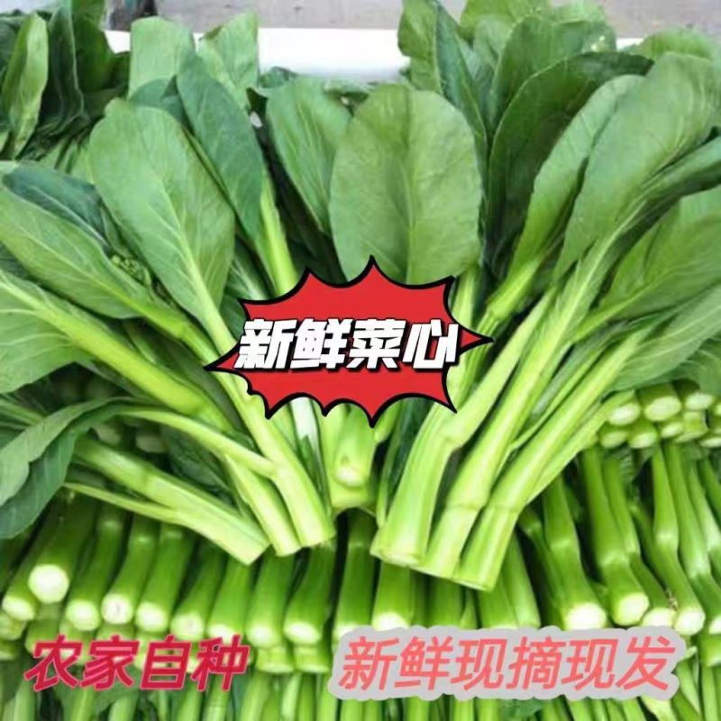 精品广东菜心大量上市，需要的老板可随时咨询