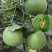 卡其绿宝石甜瓜种子杂交绿皮绿肉薄皮甜瓜种子