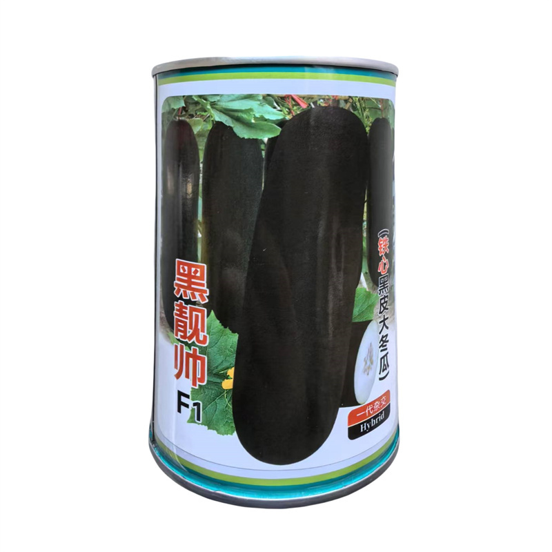 黑靓帅黑皮冬瓜种子抗病铁心黑皮大冬瓜种子高产