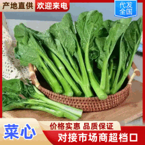 广东菜心基地大量上市对接市场/商超/社区团购/欢迎来电详谈