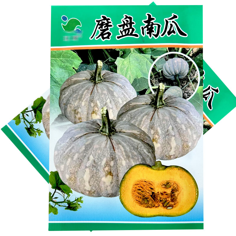 磨盘南瓜种子扁圆南瓜种籽早熟面香甜糯座果多基地用