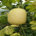 金帅甜瓜种子圆柱形早熟大果高糖长甜瓜种子