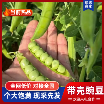 四川攀枝花甜豌豆/产区直发/大量现货/欢迎各位