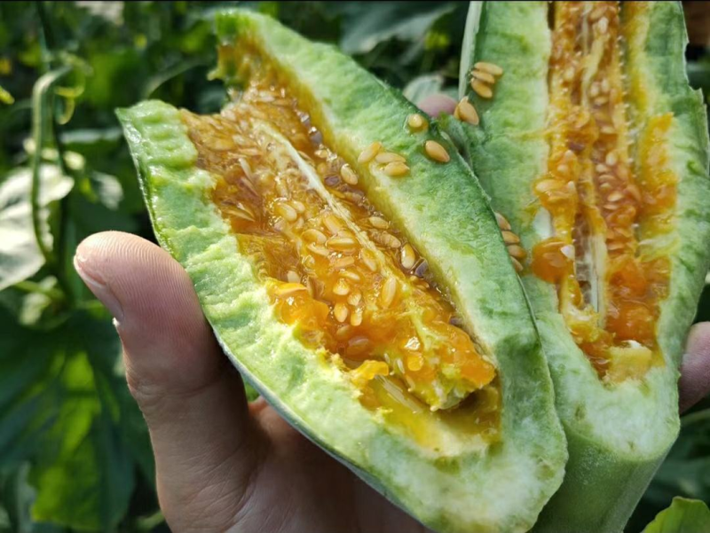 优选基地发货羊角蜜甜瓜对接商超电商货源充足颜色好皮薄肉厚