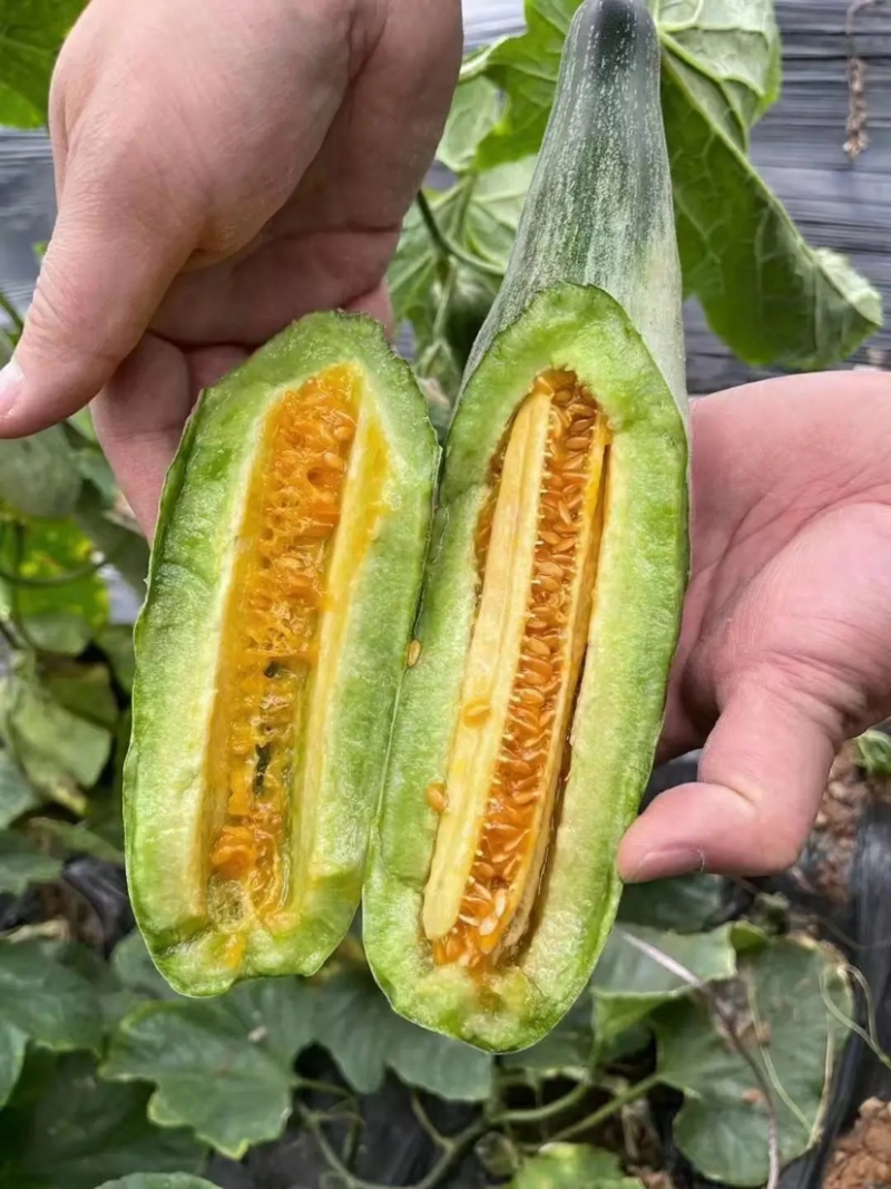 优选基地发货羊角蜜甜瓜对接商超电商货源充足颜色好皮薄肉厚