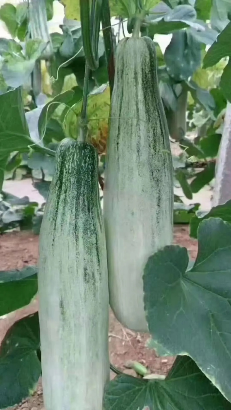 优选基地发货羊角蜜甜瓜对接商超电商货源充足颜色好皮薄肉厚