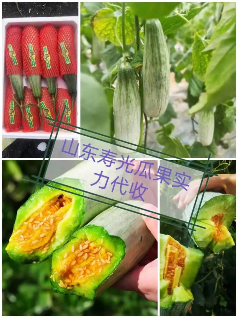 优选基地发货羊角蜜甜瓜对接商超电商货源充足颜色好皮薄肉厚