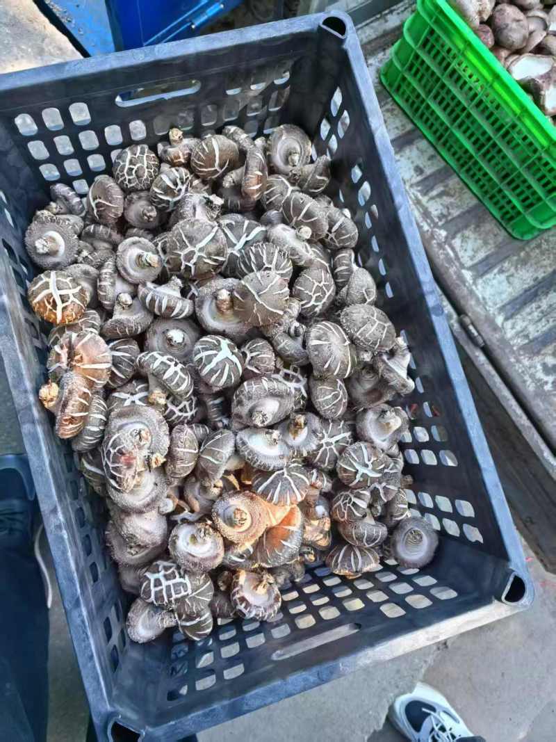 精品鲜香菇规格齐全价格不定欢迎新老顾客