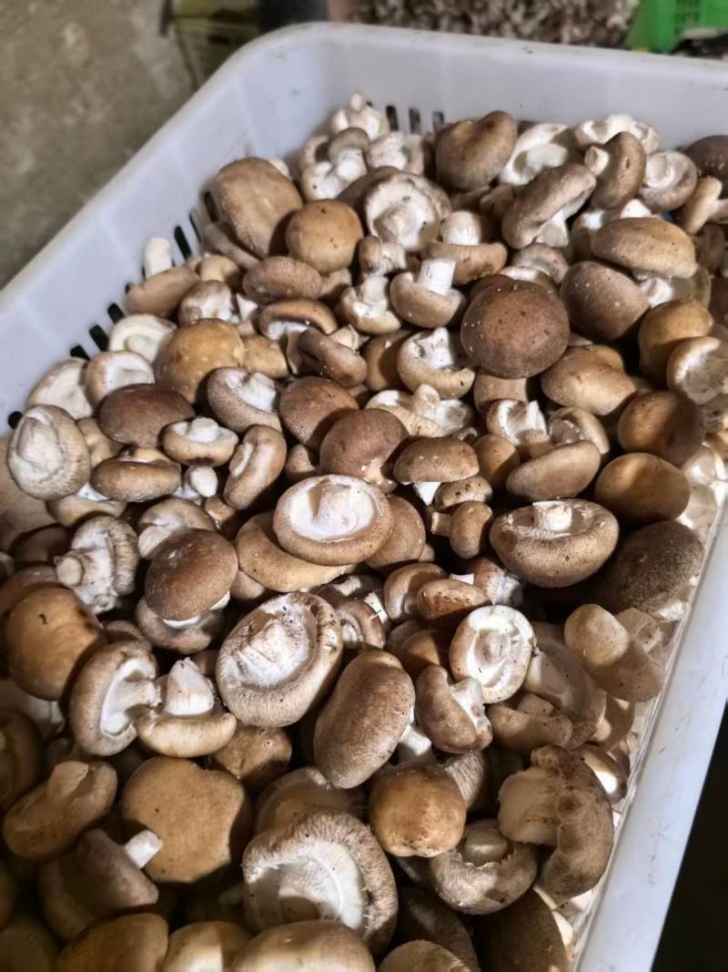 精品鲜香菇规格齐全价格不定欢迎新老顾客