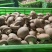 精品鲜香菇规格齐全价格不定欢迎新老顾客