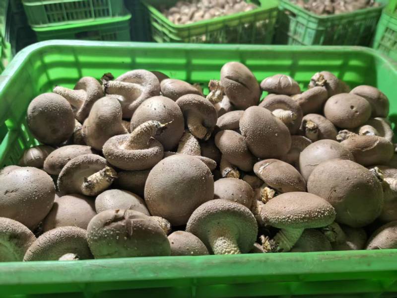 精品鲜香菇规格齐全价格不定欢迎新老顾客