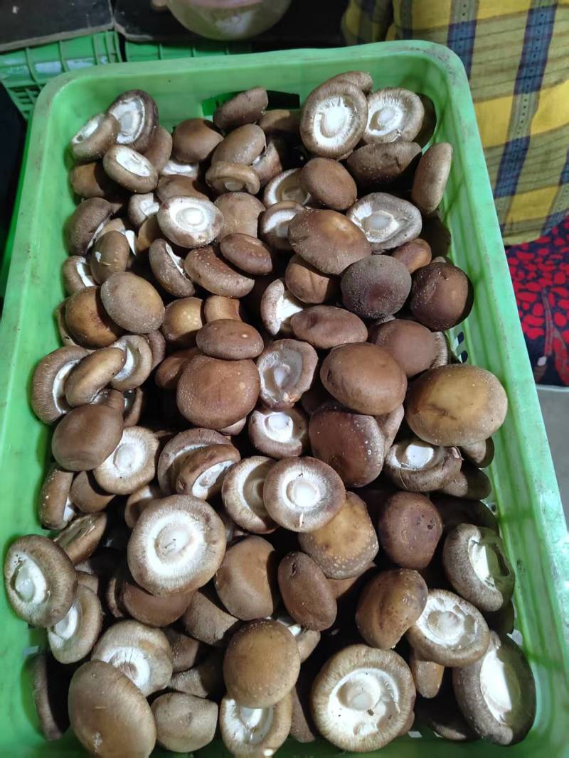 鲜香菇货优量足欢迎选购现货欢迎来电选购精品发货