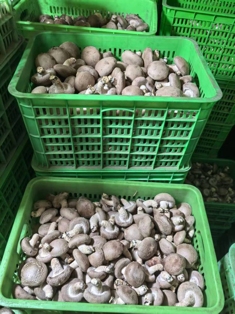 鲜香菇货优量足欢迎选购现货欢迎来电选购精品发货