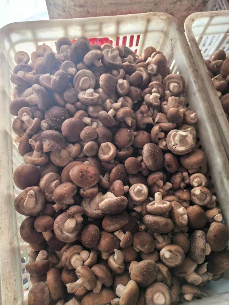 鲜香菇货优量足欢迎选购现货欢迎来电选购精品发货