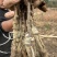 红心猕猴桃，东红，红阳，金红一号，金红50免费技术指导，