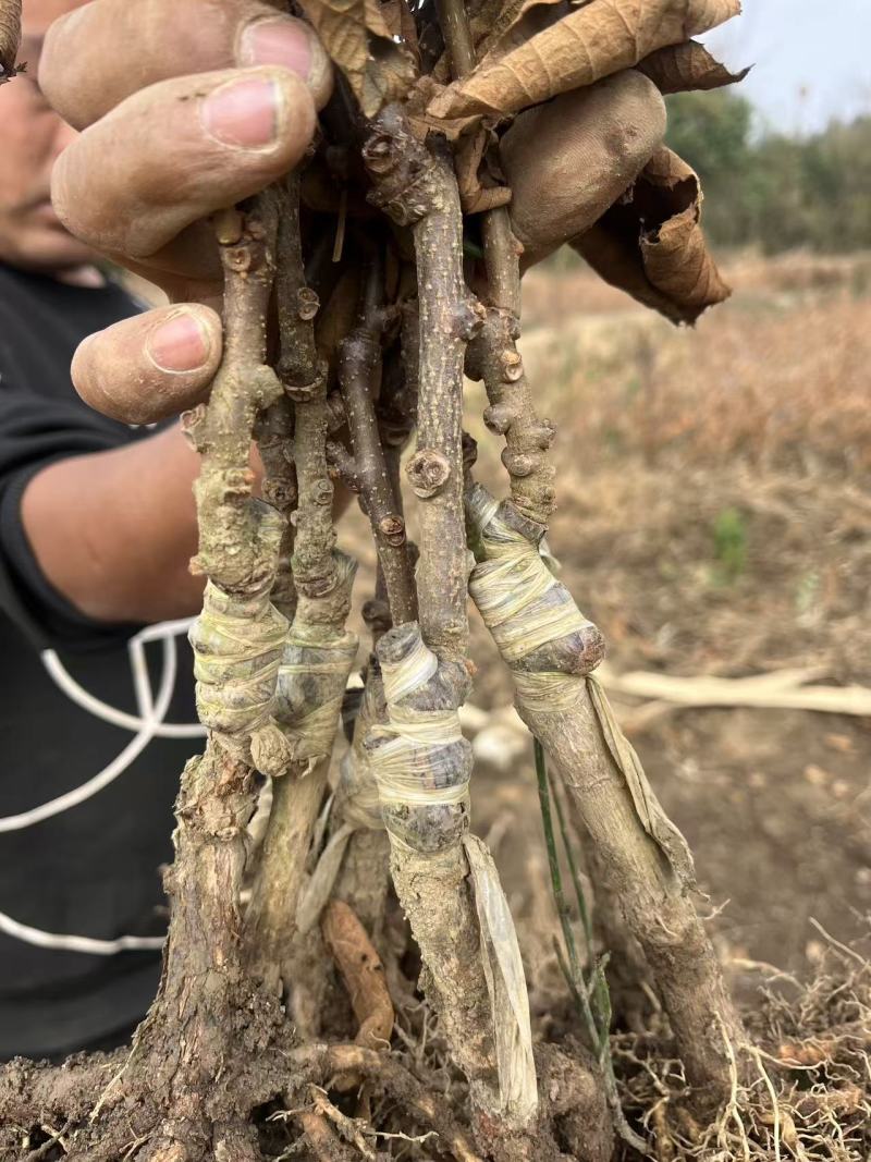 红心猕猴桃，东红，红阳，金红一号，金红50免费技术指导，