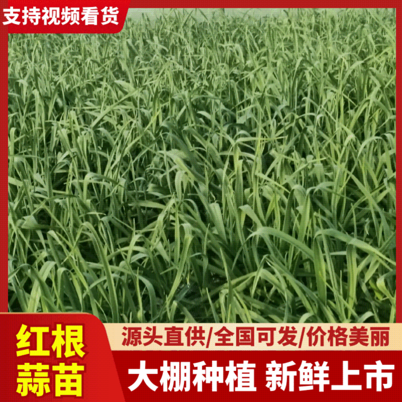 江苏大丰,精品大棚，【红根蒜苗，新鲜上市,品质保证，欢迎咨询