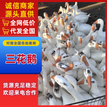 鹅湖北三花鹅浙东鹅养殖基地直发保质保量欢迎进店咨询