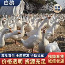 湖北放养白鹅，以野外田地青草草籽为主食放养成的鹅黄嘴黄脚