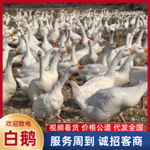 白鹅湖北草鹅，黄嘴黄脚放养质量保证对接全国