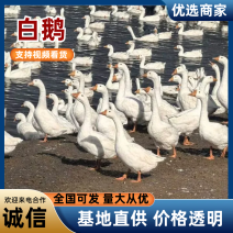120天黄皮黄油放养大白鹅养殖基地直发保质保量对接全国