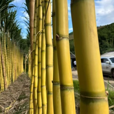 云南黄皮甘蔗,品质代办,质量三包,电商团购一件批发价