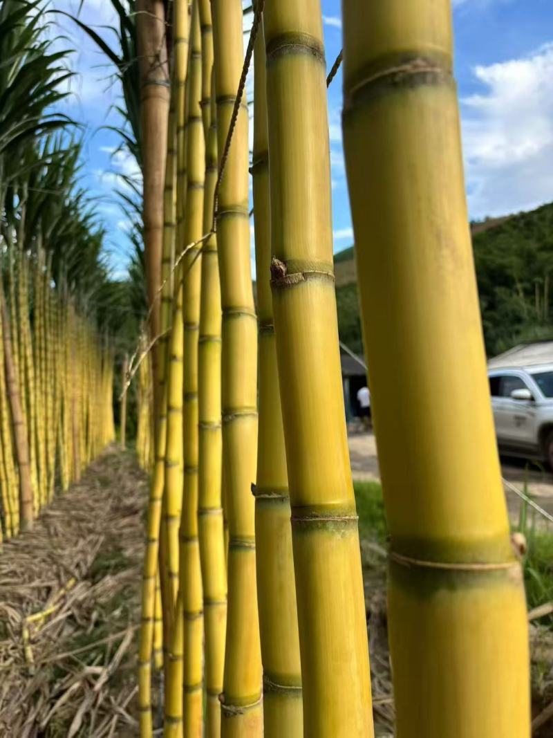 云南黄皮甘蔗，品质代办，质量三包，电商团购一件批发价