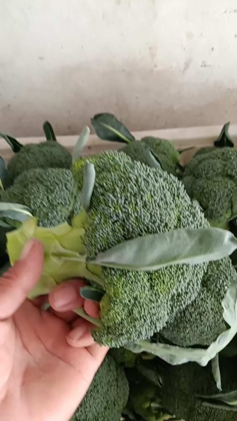 西兰花【湖北天门优质西蓝花】诚信经营，客户至上！
