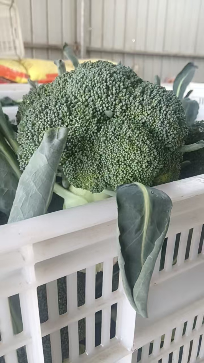 西兰花【湖北天门优质西蓝花】诚信经营，客户至上！